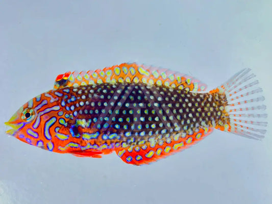 Ornate Leopard Wrasse Small <2 Fish