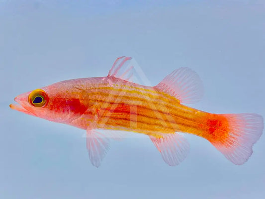 Pin Stripe Basslet Small <2 Fish