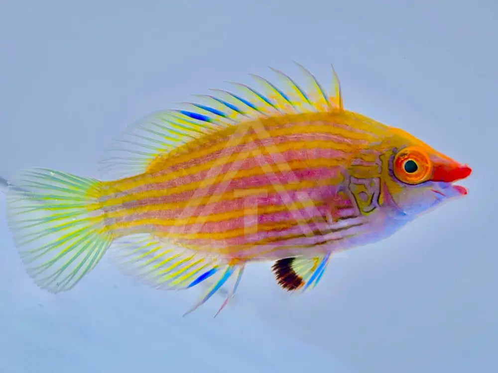 Pink Streaked Wrasse Small <.5 Fish