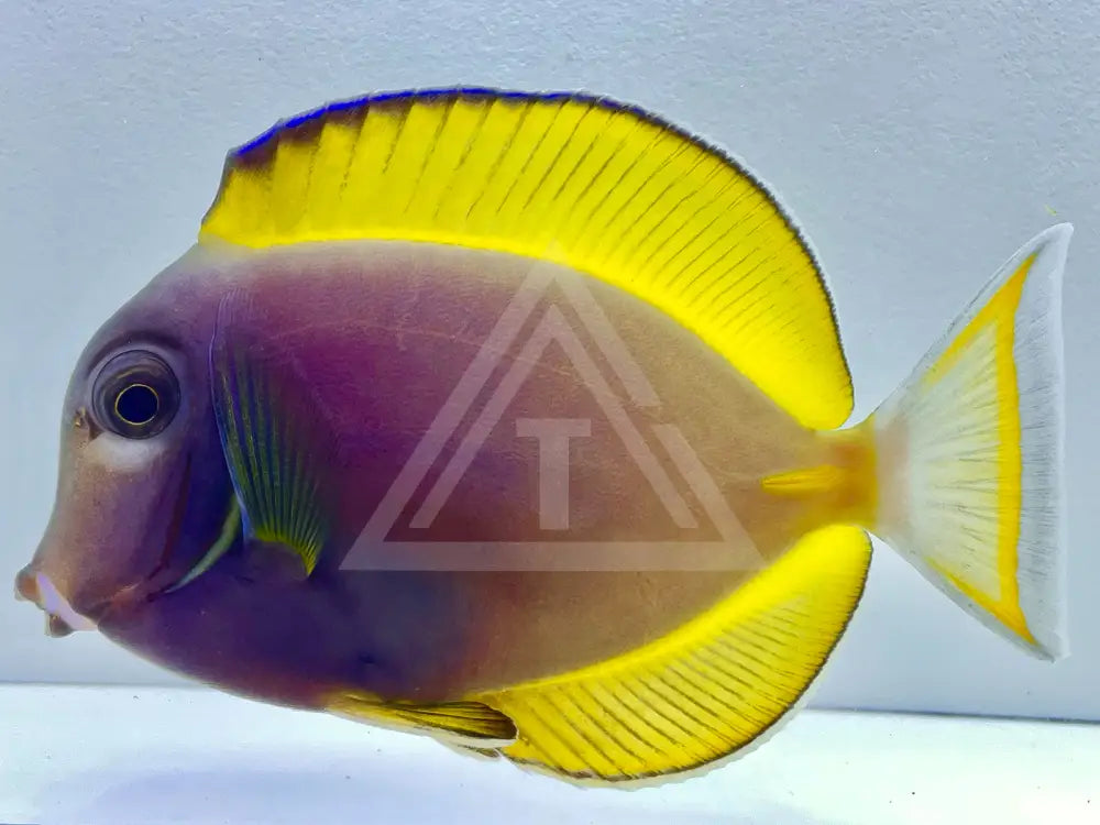 Powder Blue X White Cheek Hybrid Tang Small <2 Fish