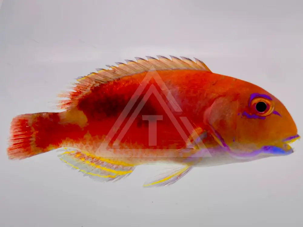 Purple Eyebrowed Tuskfish Medium 2-3 Fish