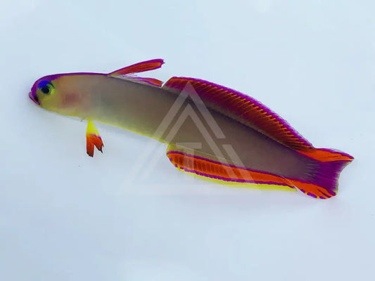 Purple Firefish Goby Small <2 / Single Fish