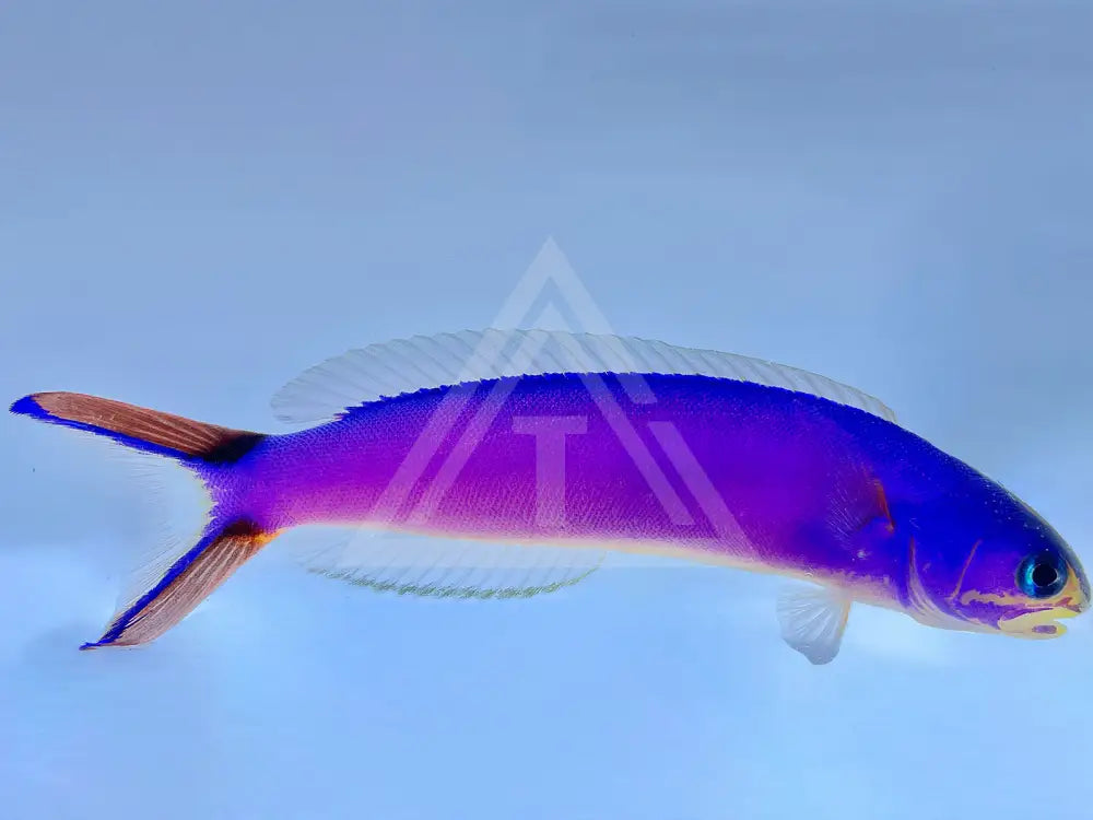 Purple Tilefish Small <2 Fish