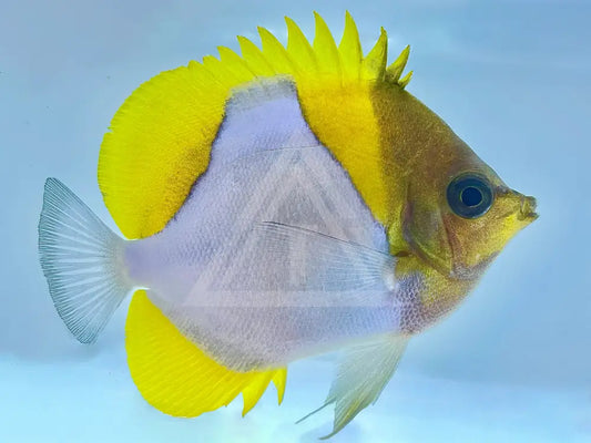 Pyramid Butterflyfish Medium 2-3 Fish