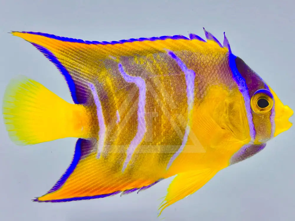 Queen Angelfish Small <2 Fish