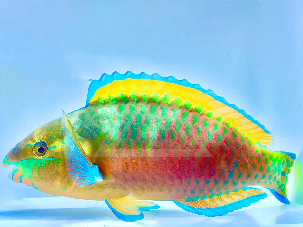 Quoyi Parrotfish Medium 3-4 Fish