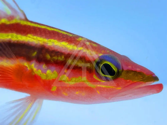 Rainbow Basslet Fish