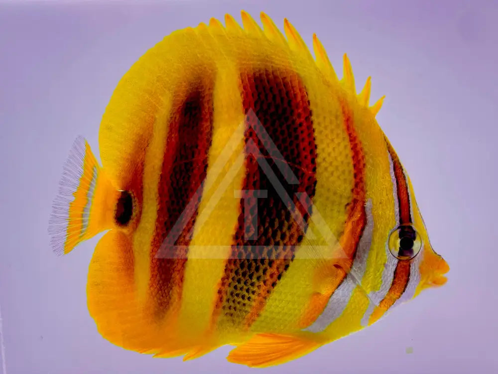 Rainfordss Butterflyfish Small <2 Fish