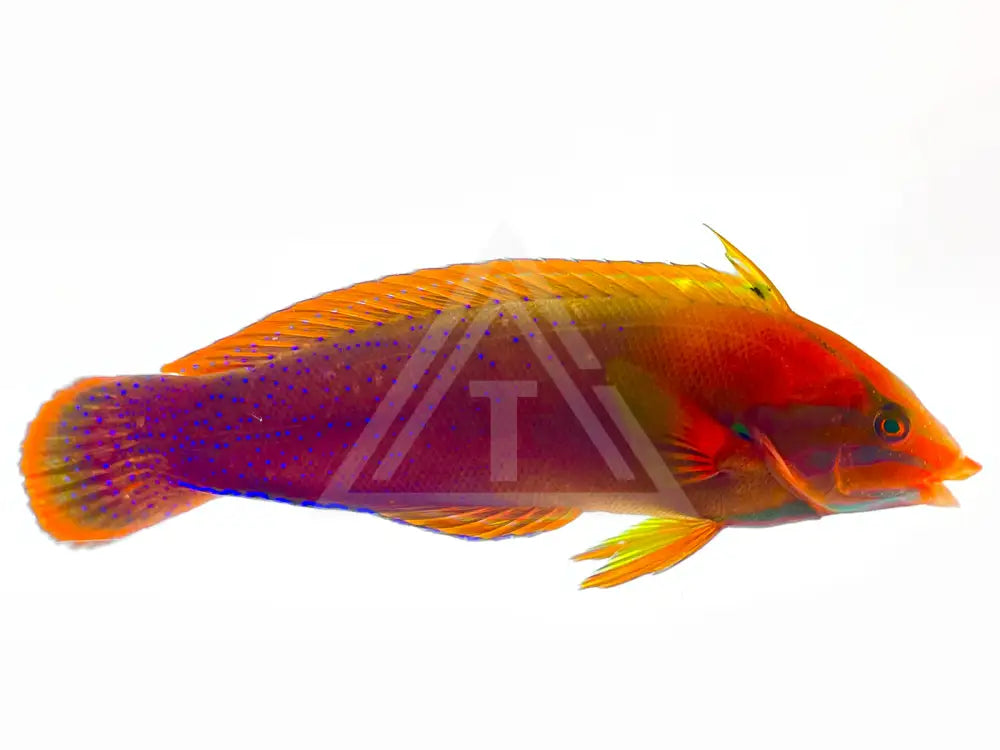 Red Coris Wrasse Adult Small 2-3 Fish