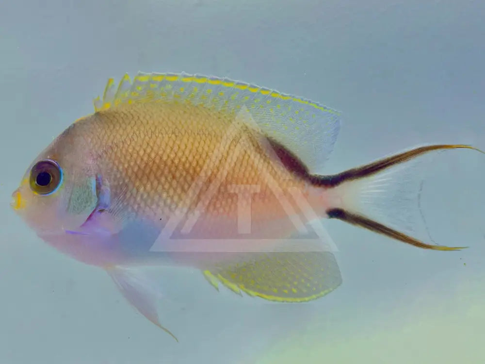 Red Sea Zebra Masked Swallowtail Angelfish Female Small <2 Fish