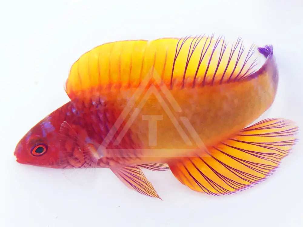 Red Velvet Wrasse Male Medium 2-3 Fish