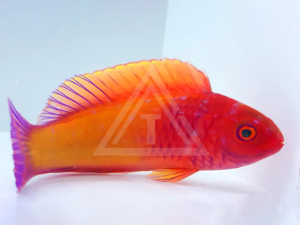 Red Velvet Wrasse Small <2 Fish