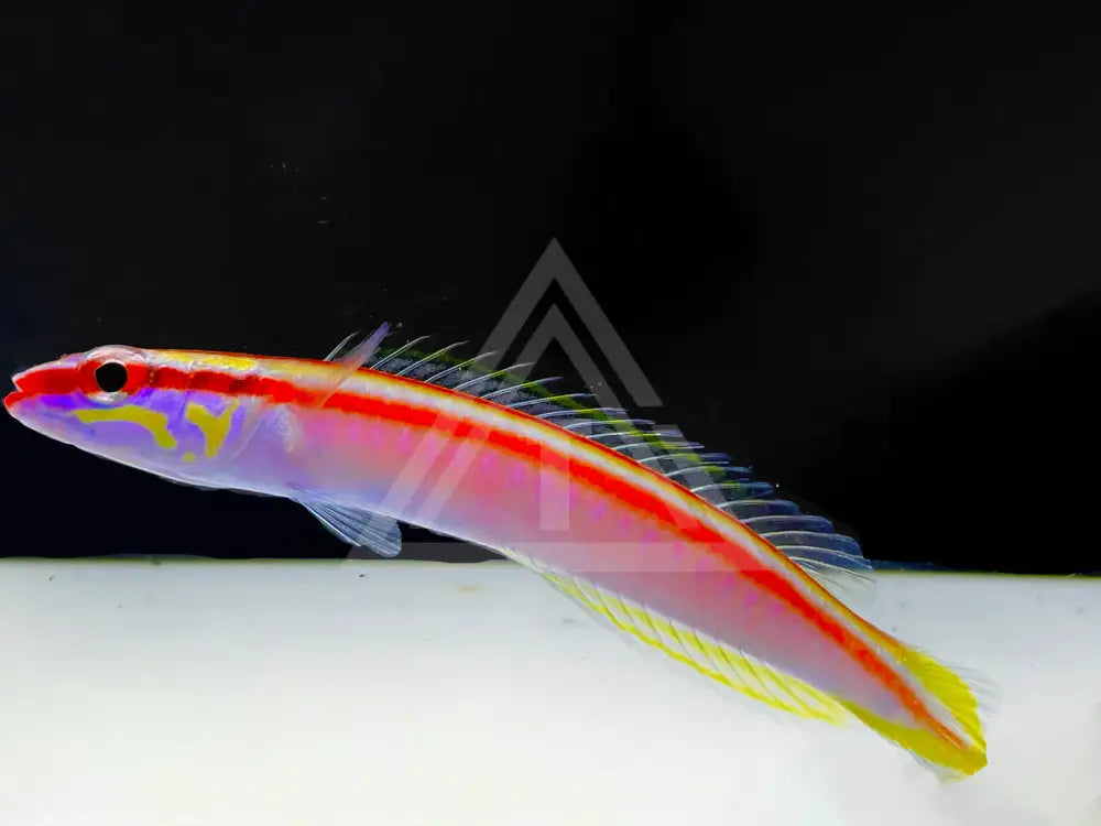 Redline Deepwater Hogfish Small <2 Fish