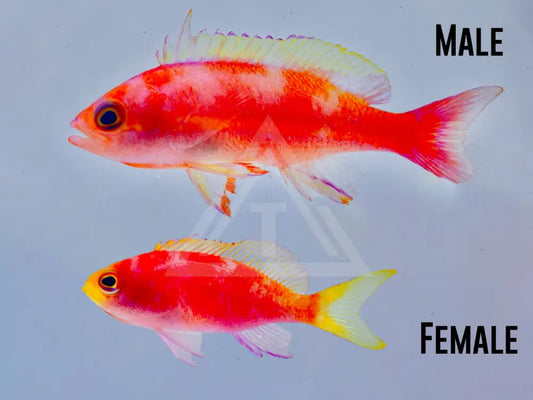 Resplendent Anthias Small <2 / Male Fish