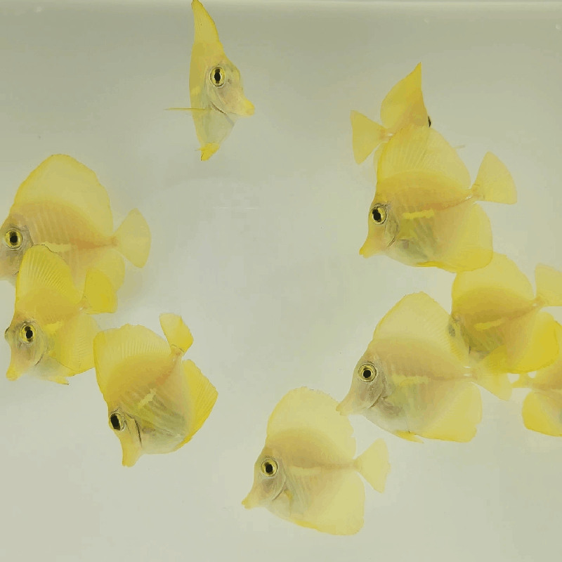Captive-bred Hawaiian Yellow Tang