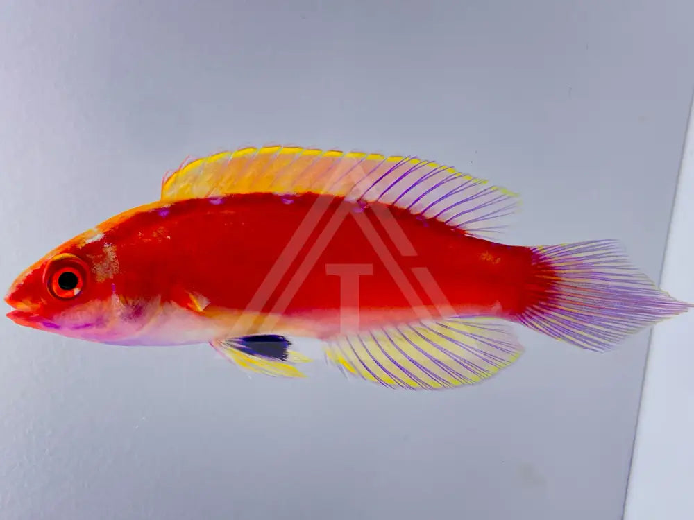 Roseband Fairy Wrasse Supermale Wysiwyg 3.75 Fish