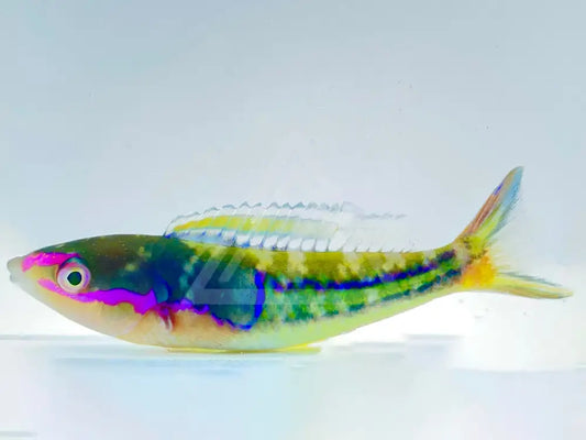 Royal Pencil Wrasse Small <2 Fish