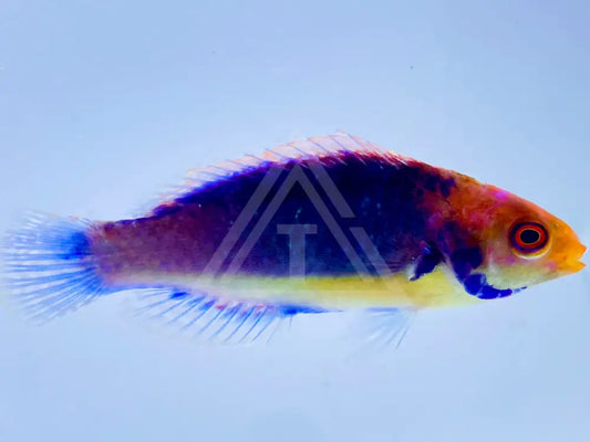 Solorensis Fairy Wrasse Small <2 Fish