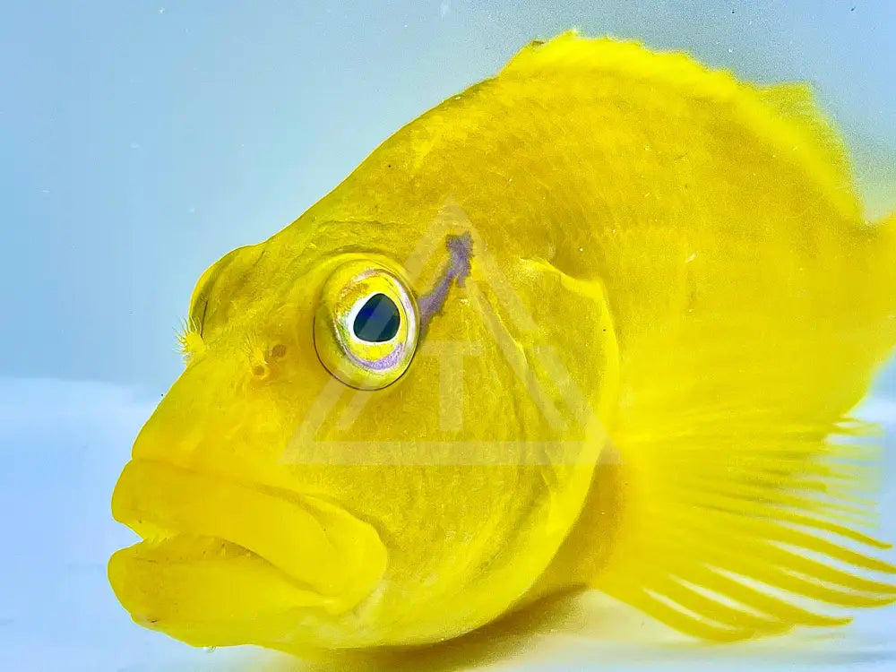 Tahitian Golden Hawkfish Fish