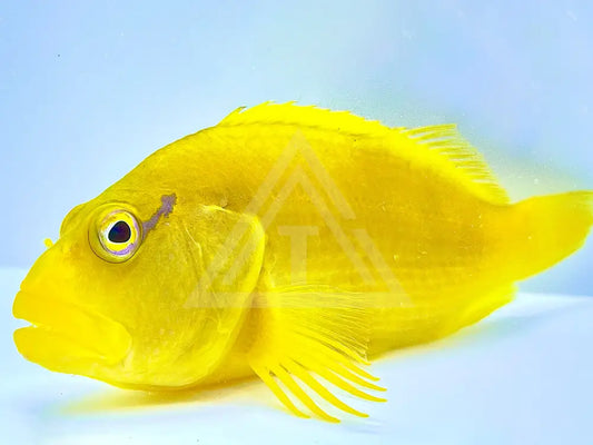 Tahitian Golden Hawkfish Medium 2.25-3.5 Fish