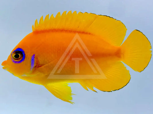 Tahitian Orangepeel Angelfish Small <2 Fish