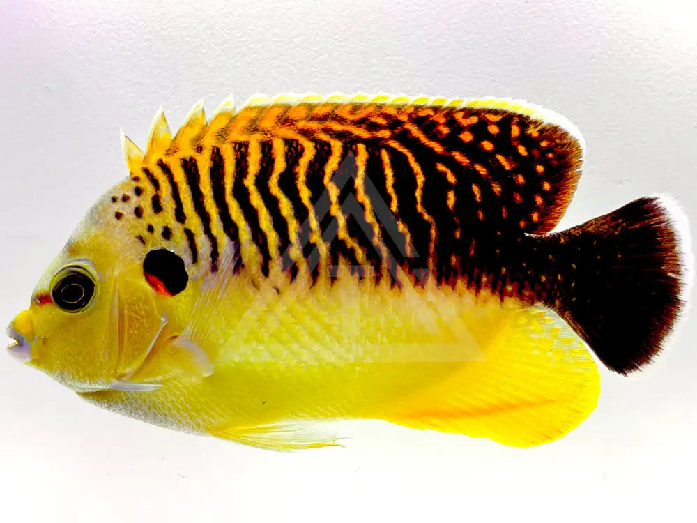 Tiger Angelfish Wysiwyg 4.75 Fish
