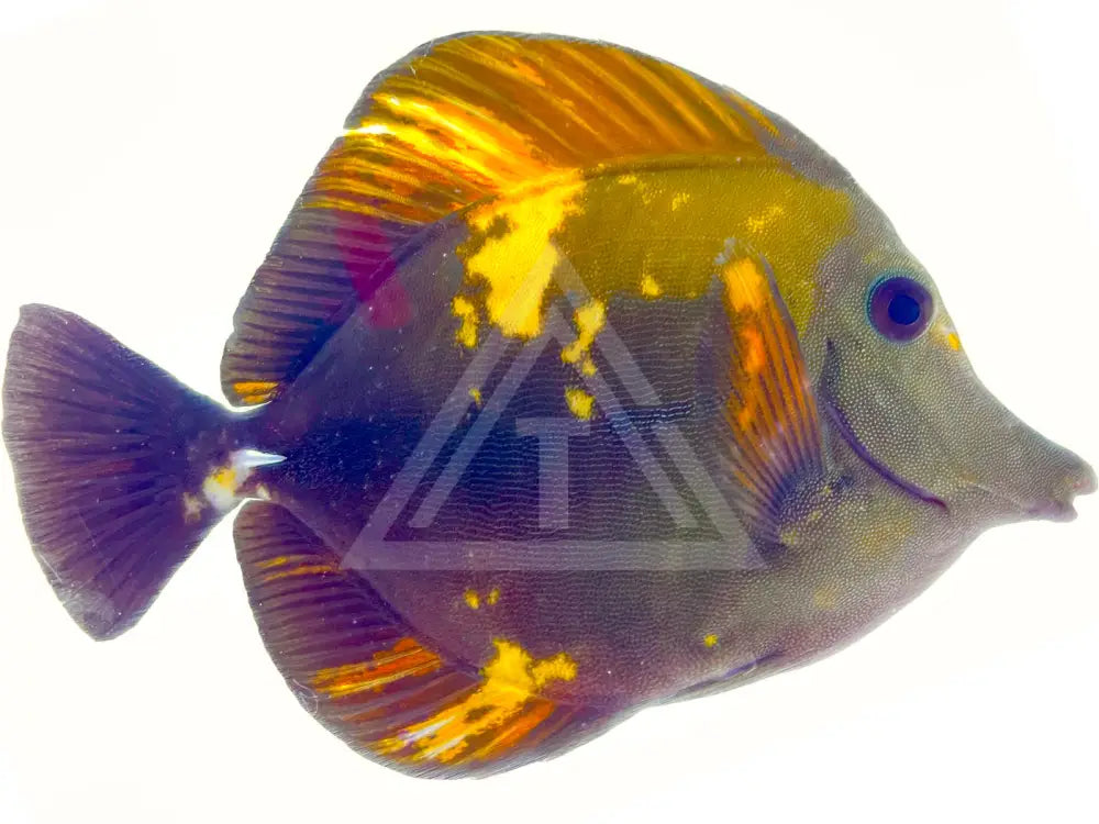 Tiger Stripe Koi Scopas Tang Fish