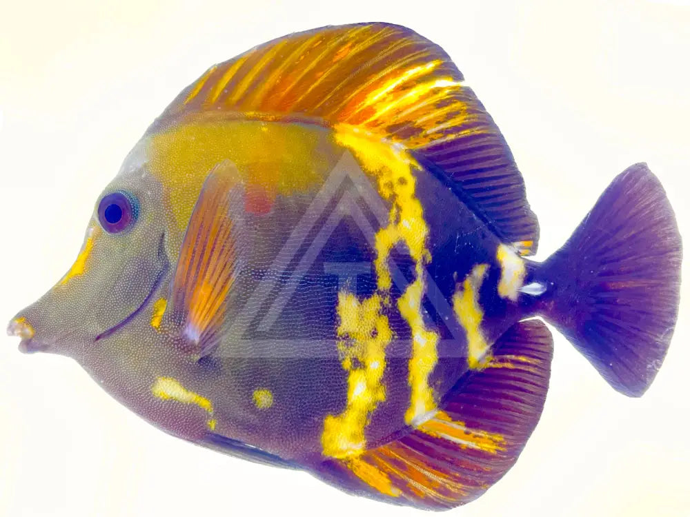 Tiger Stripe Koi Scopas Tang Wysiwyg 6.25 Fish