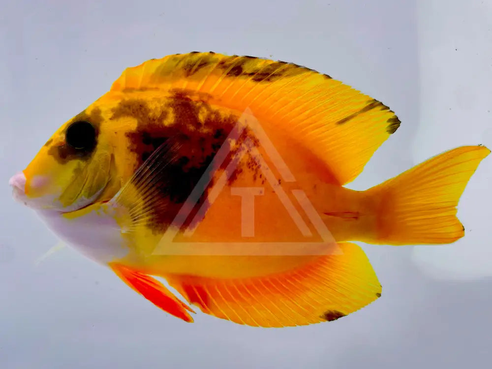 Tri Color Aberrant Bristletooth Tang Wysiwyg 5.5