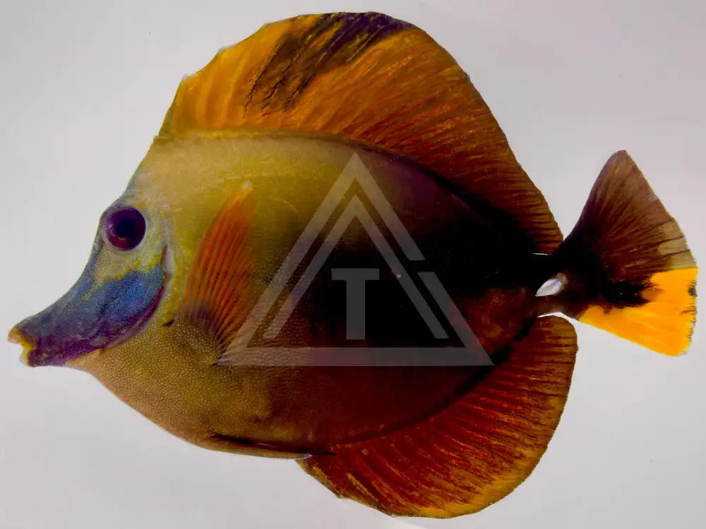 Tri Color Koi Scopas Tang Wysiwyg 6