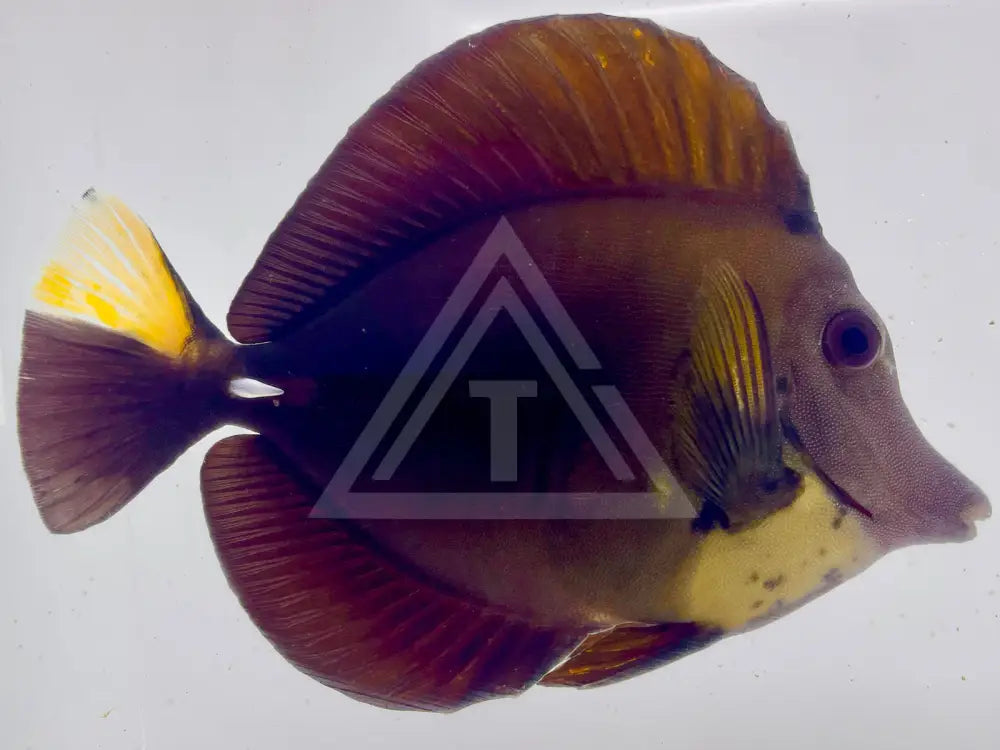 Tri Color Koi Scopas Tang Wysiwyg 6.5