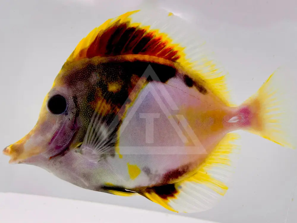 Tri Color Koi Scopas Tang Wysiwyg Fish