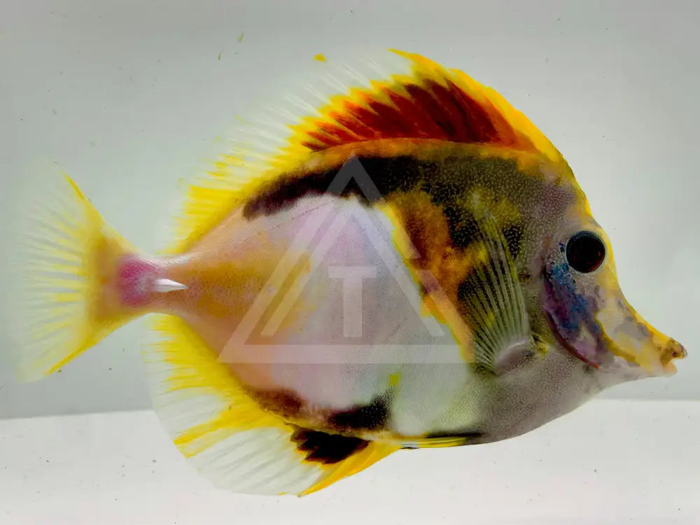 Tri Color Koi Scopas Tang Wysiwyg Fish