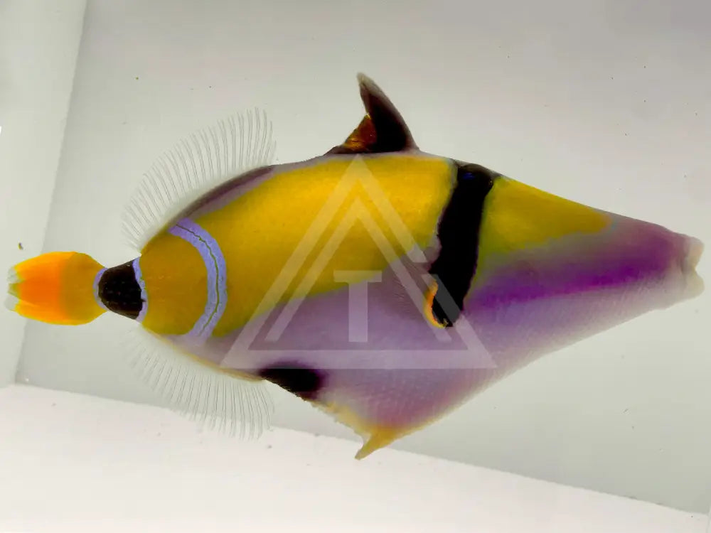 True Mauritius Picasso Triggerfish Wysiwyg 9 Fish