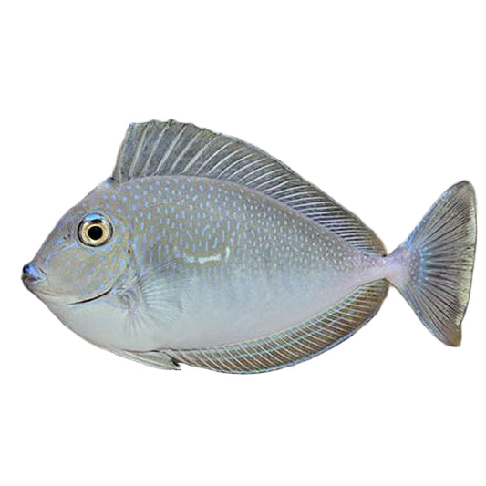 Spotted Unicornfish