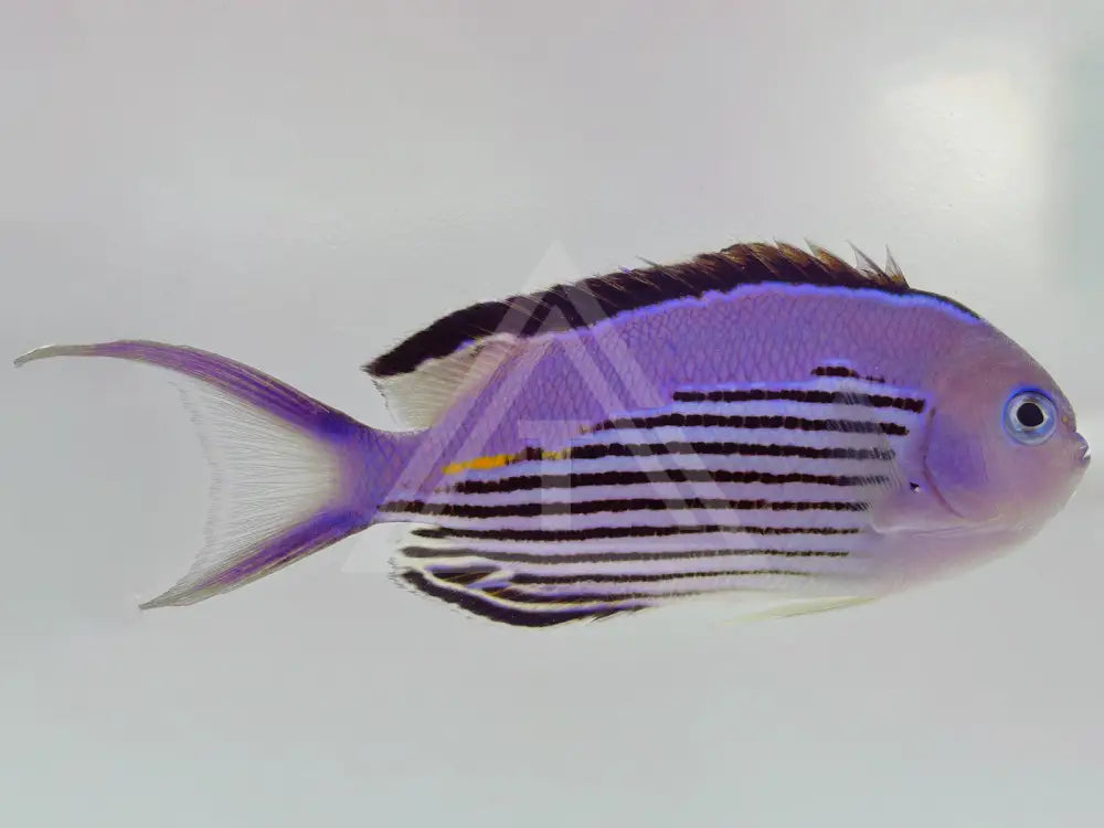 Watanabei Angelfish Male Fish