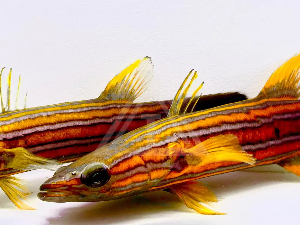 Western Australian Flathead Perch True Bonded Pair Fish