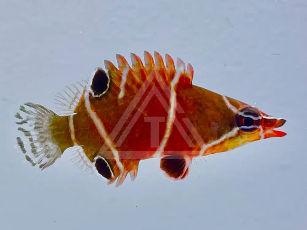 White Banded Possum Wrasse Small <1 Fish