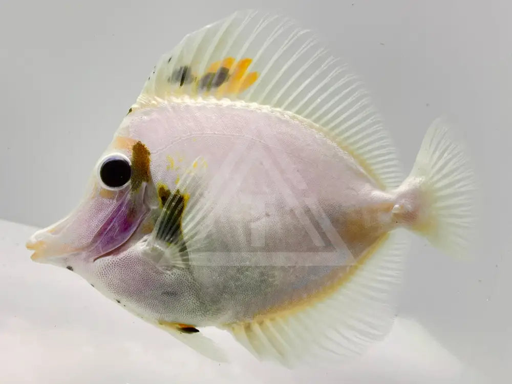 White Koi Scopas Tang Fish