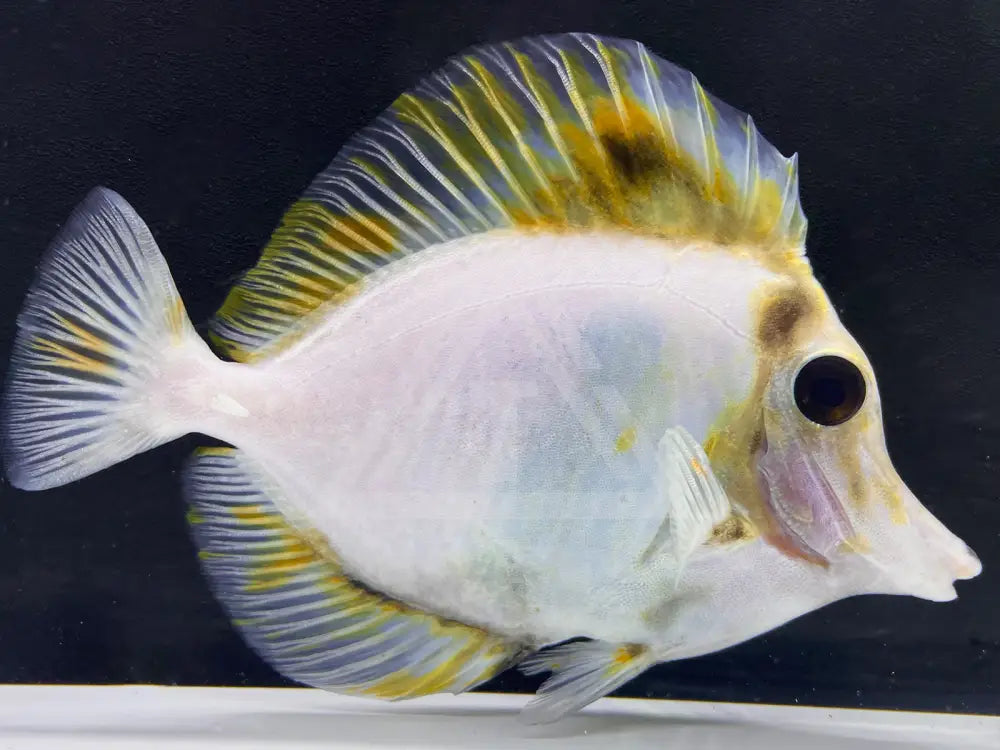 White Koi Scopas Tang Wysiwyg 5.5 Fish