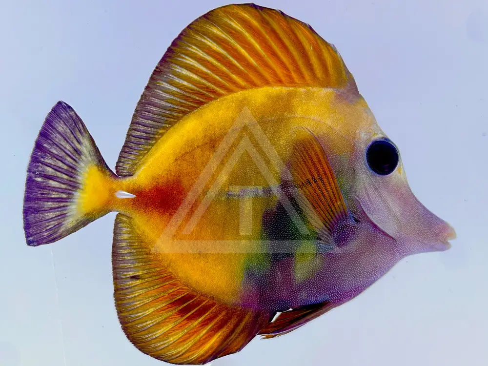 Yellow And Black Koi Scopas Tang Wysiwyg 4.75 Fish