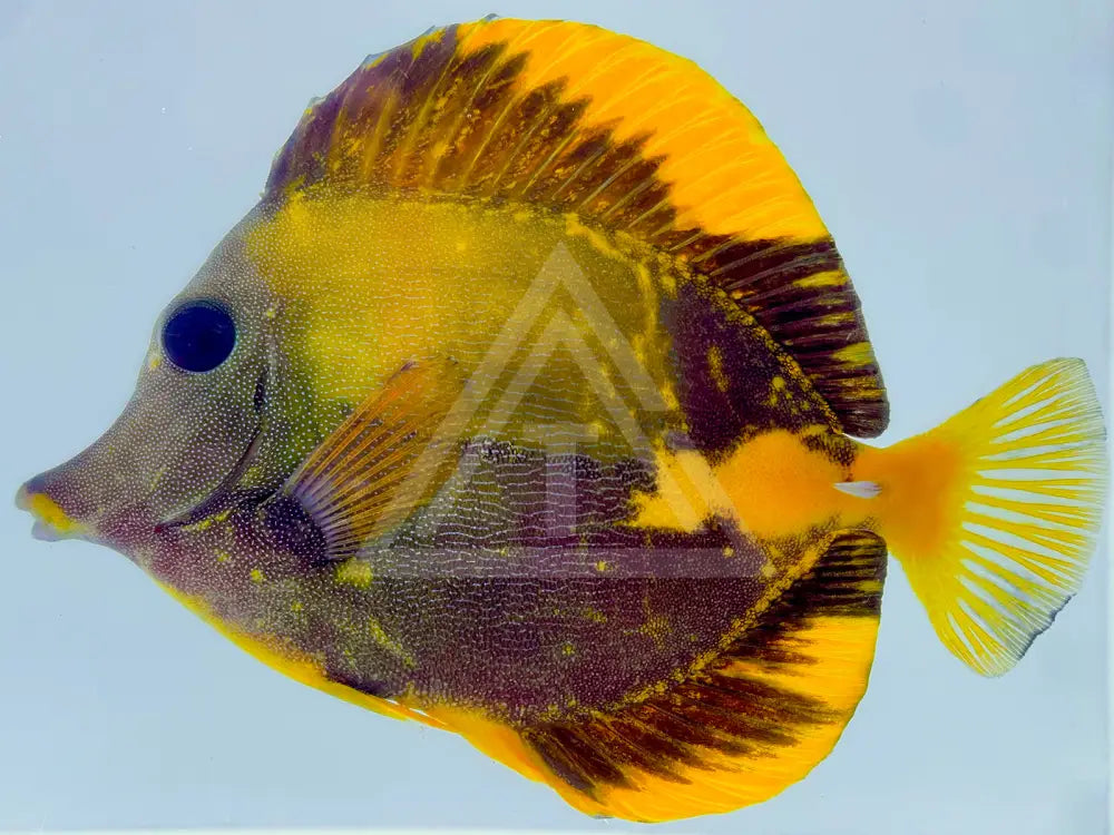 Yellow And Black Koi Scopas Tang Wysiwyg 5 Fish