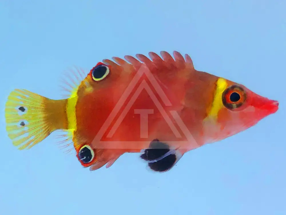 Yellow Banded Possum Wrasse Small <1 Fish