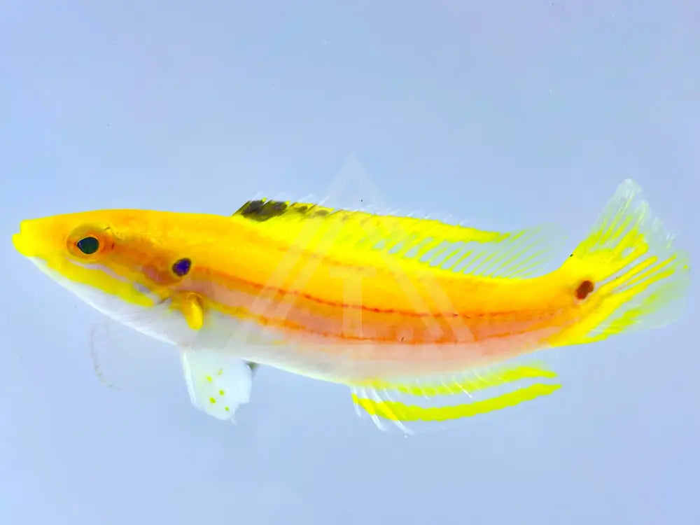 Yellow Candy Hogfish Small <2 Fish