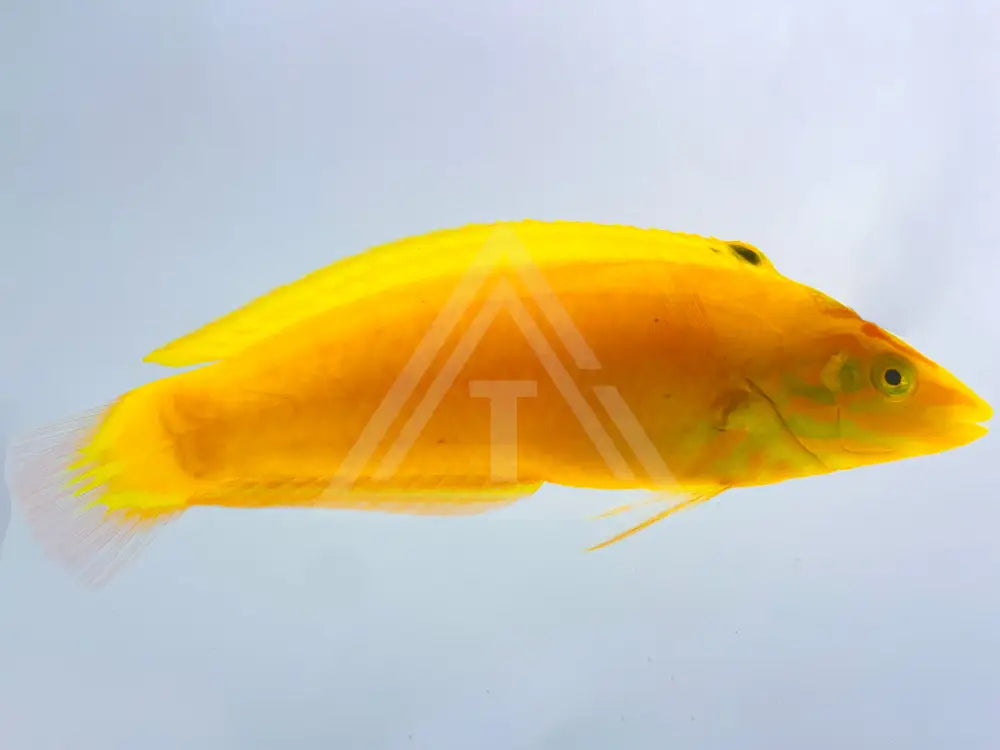 Yellow Coris Wrasse Small <2 Fish