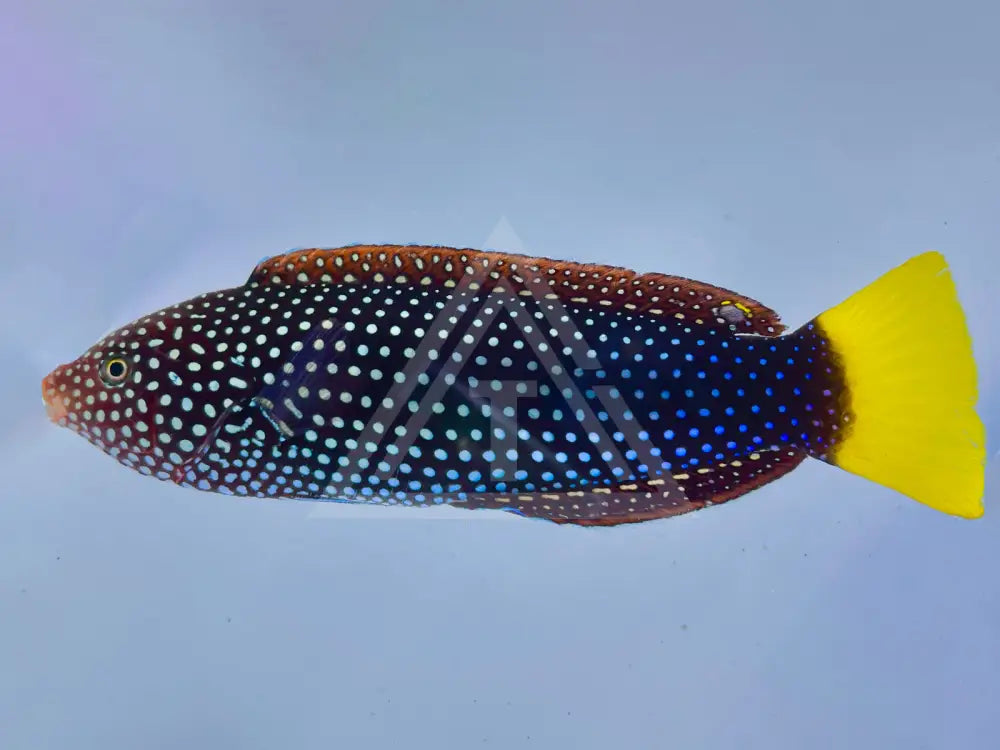 Yellowtail Wrasse Small <2 Fish