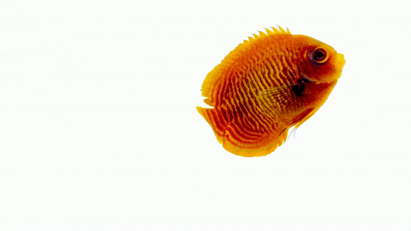 Golden Dwarf Angelfish