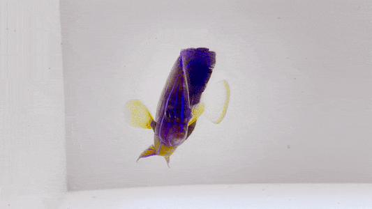Annularis Angelfish
