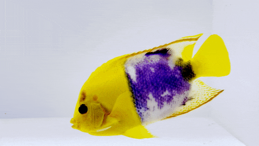 One of a Kind Aberrant Bicolor Angelfish WYSIWYG